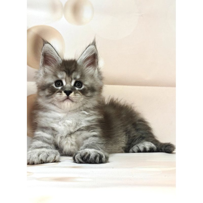 Maine Coon Alexander