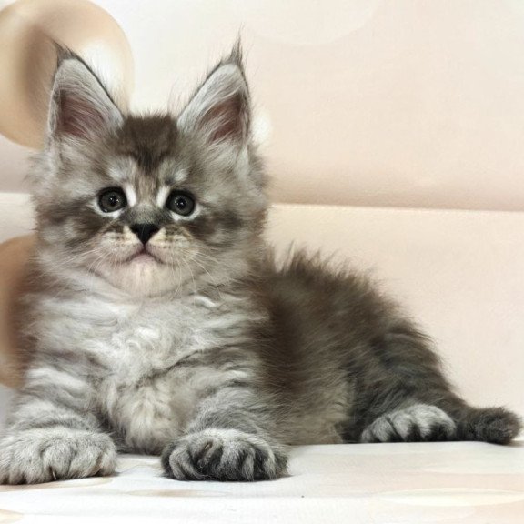 Maine Coon Alexander