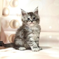 Maine Coon Favourite