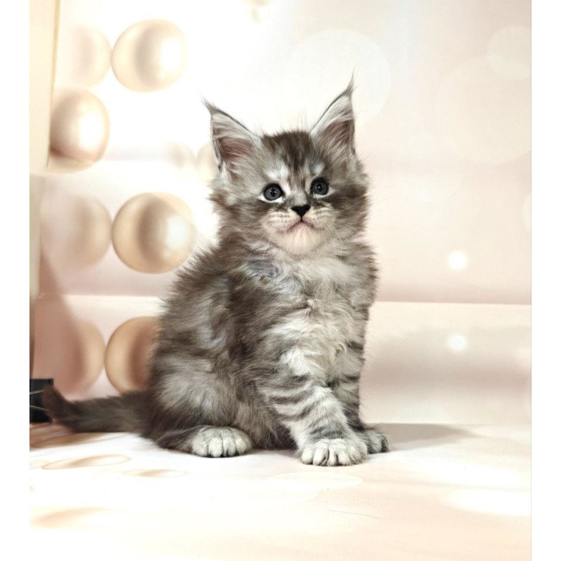 Maine Coon Favourite