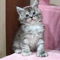 Maine Coon Favourite