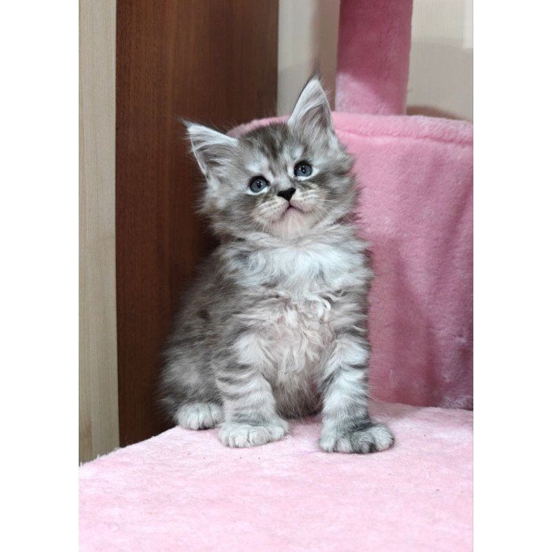 Maine Coon Favourite
