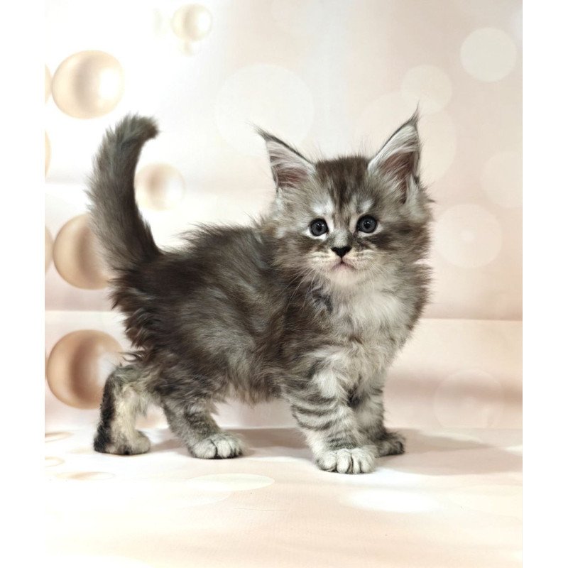 Maine Coon Favourite