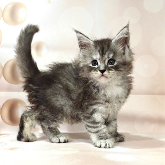 Maine Coon Favourite