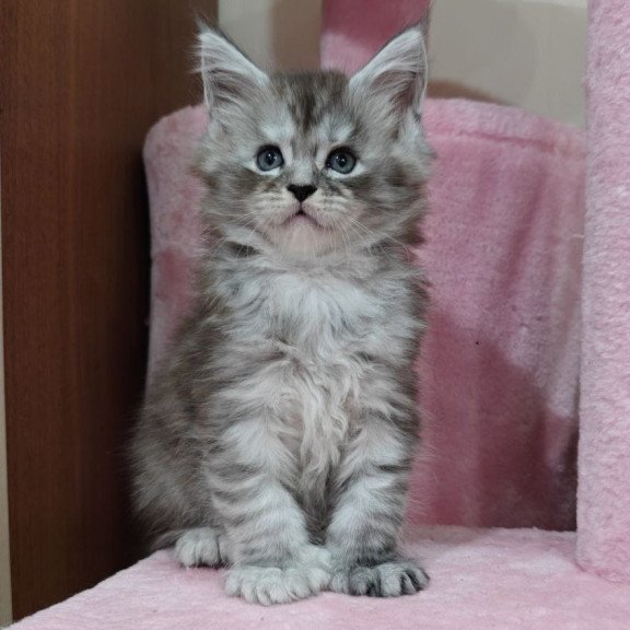 Maine Coon Favourite