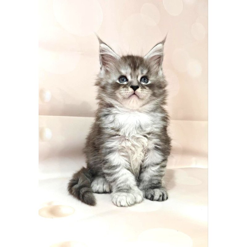 Maine Coon Favourite