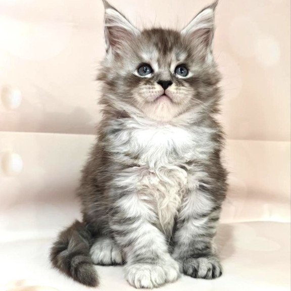 Maine Coon Favourite
