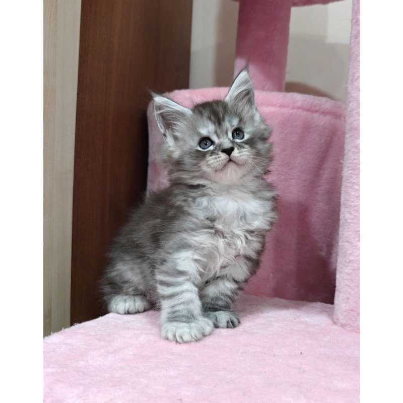 Maine Coon Favourite