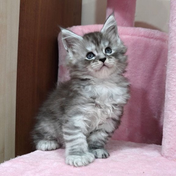 Maine Coon Favourite