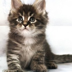 Maine Coon Teddy