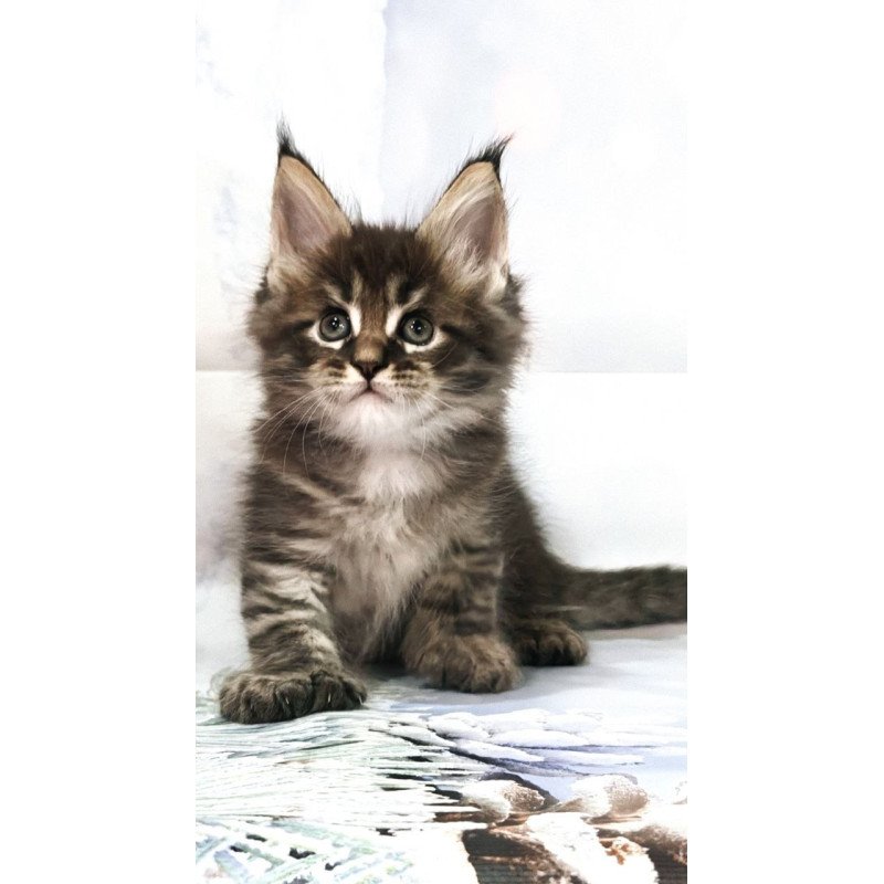 Maine Coon Teddy