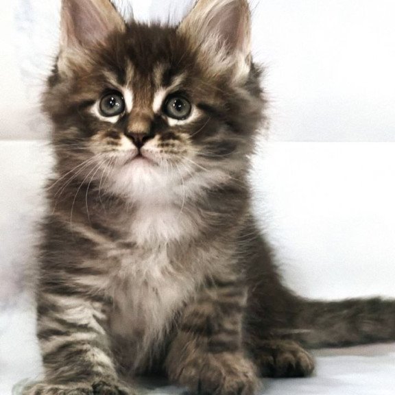 Maine Coon Teddy
