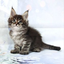 Maine Coon Teddy