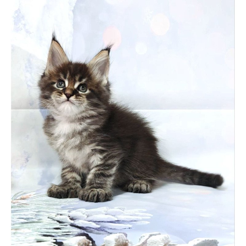 Maine Coon Teddy