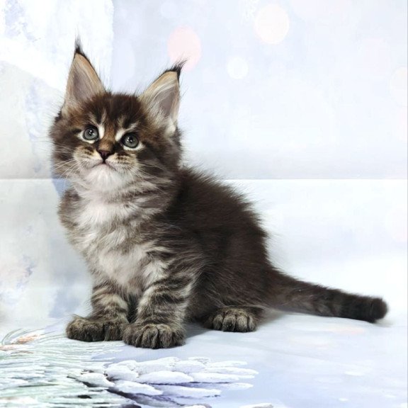 Maine Coon Teddy