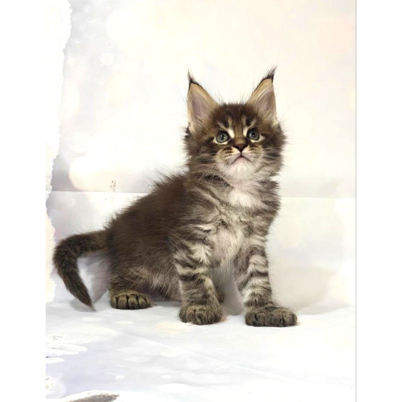 Maine Coon Teddy