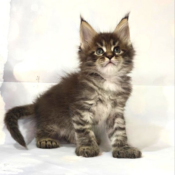 Maine Coon Teddy