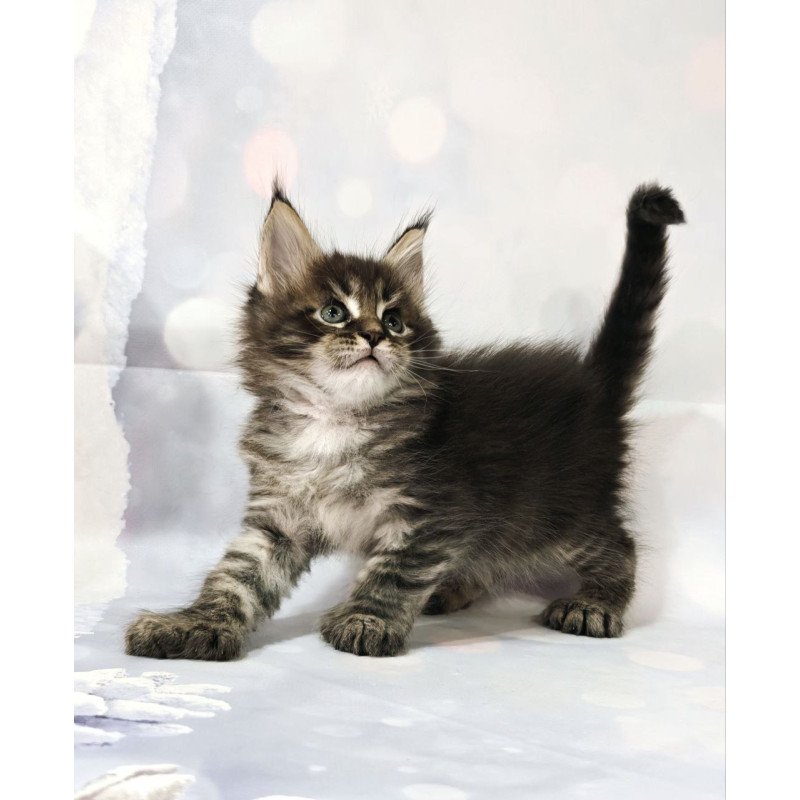 Maine Coon Teddy