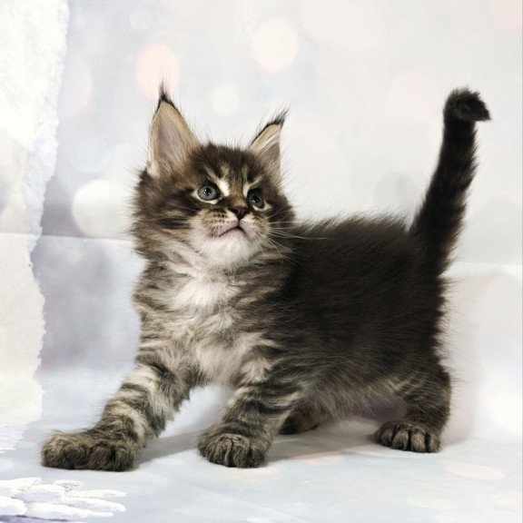 Maine Coon Teddy