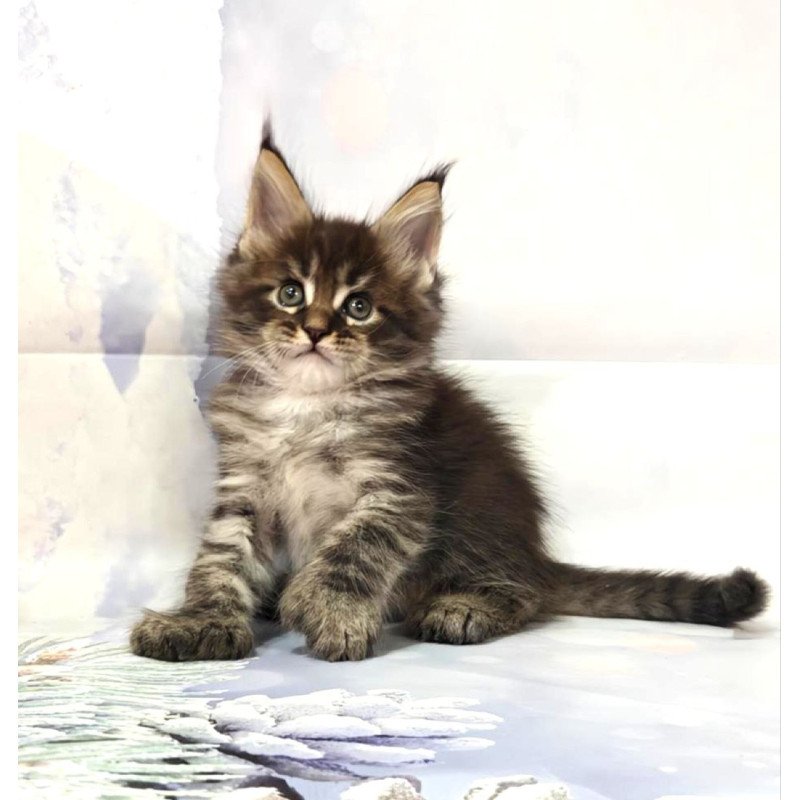 Maine Coon Teddy