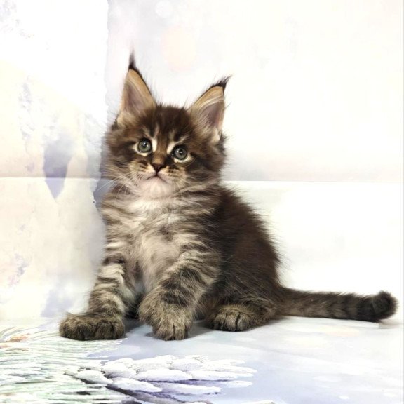 Maine Coon Teddy