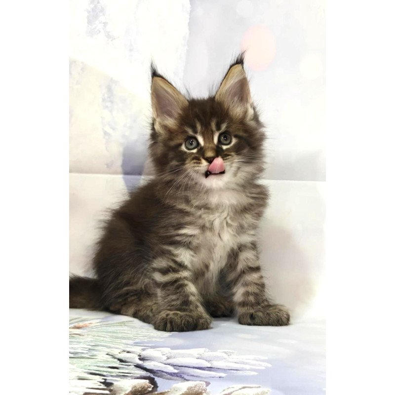 Maine Coon Teddy