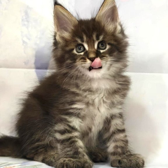 Maine Coon Teddy