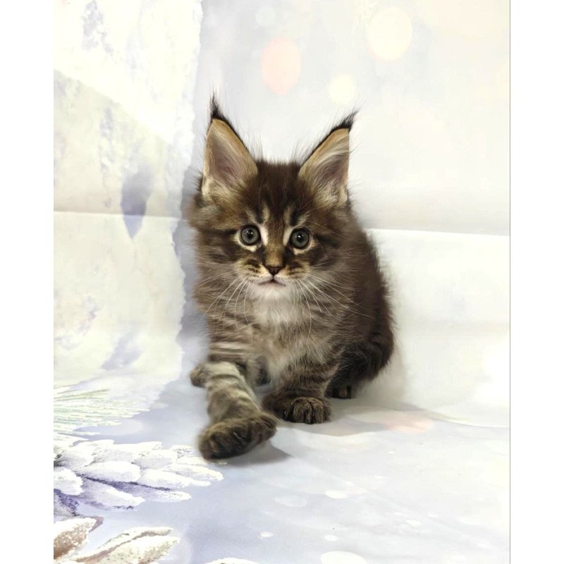 Maine Coon Teddy