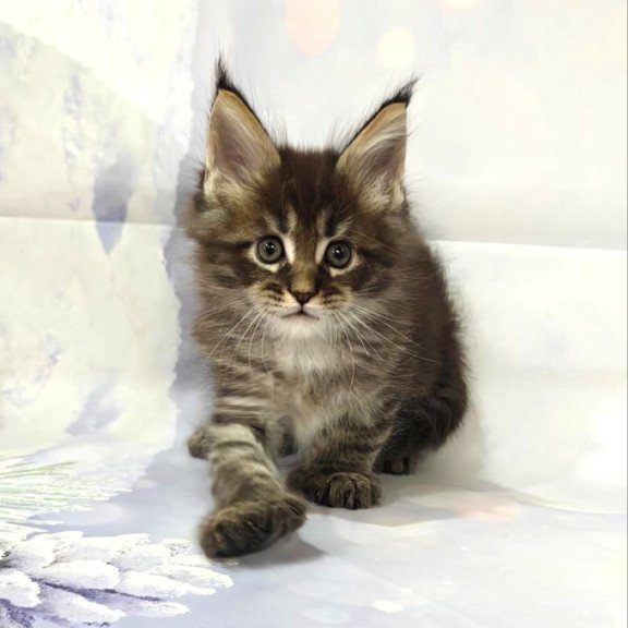 Maine Coon Teddy