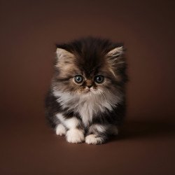 Persian AP Romeo