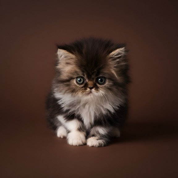 Persian AP Romeo