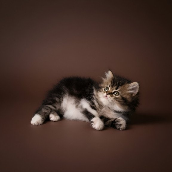 Persian AP Romeo