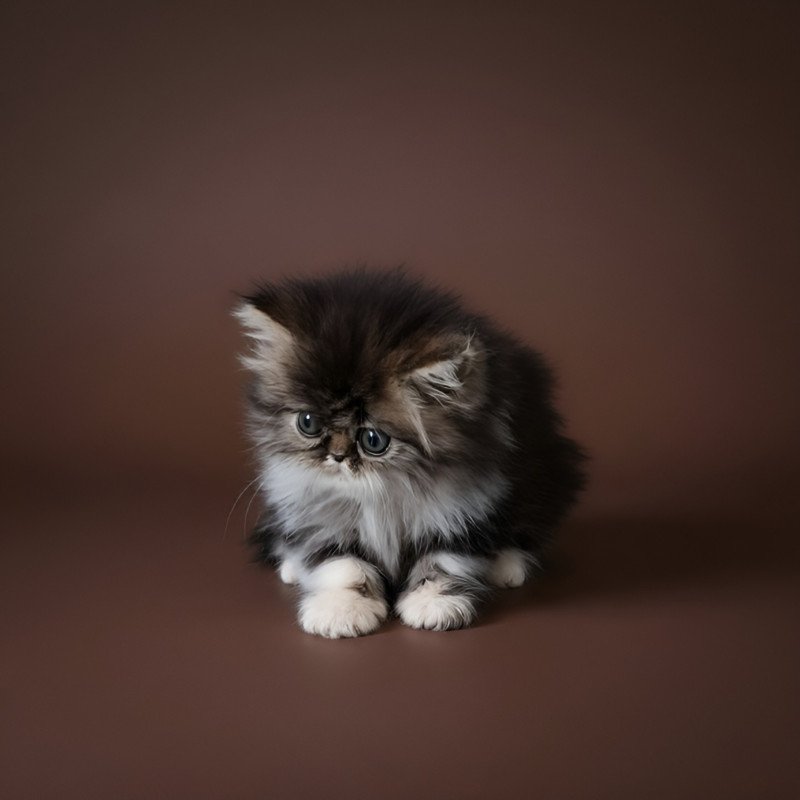 Persian AP Romeo