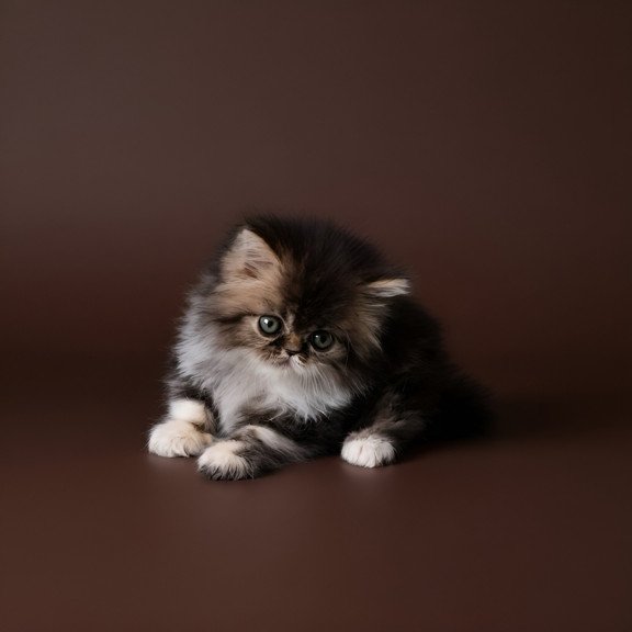 Persian AP Romeo