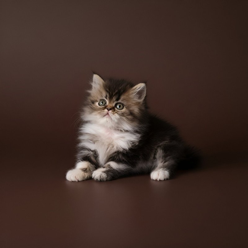 Persian AP Romeo