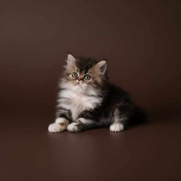 Persian AP Romeo