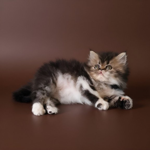 Persian AP Romeo