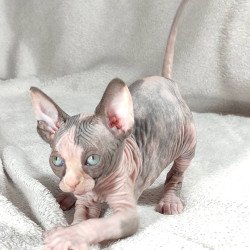 Sphynx DH Afina