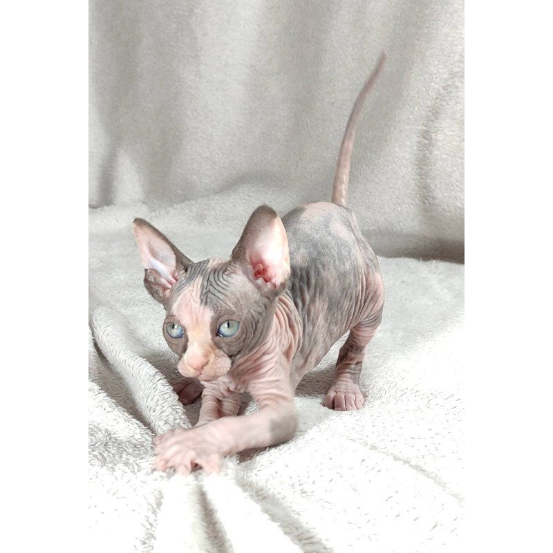 Sphynx DH Afina