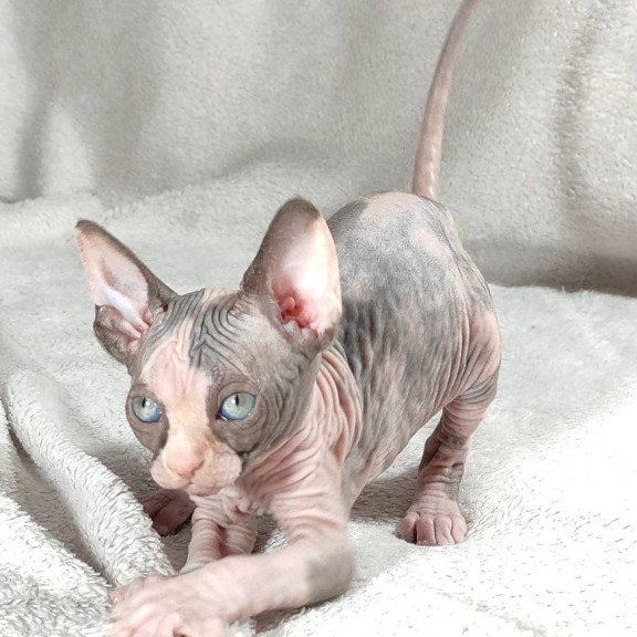 Sphynx DH Afina