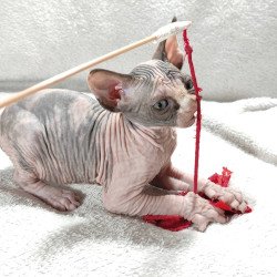 Sphynx DH Afina