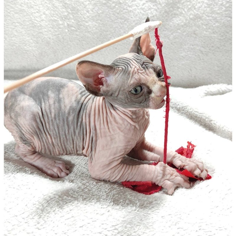 Sphynx DH Afina