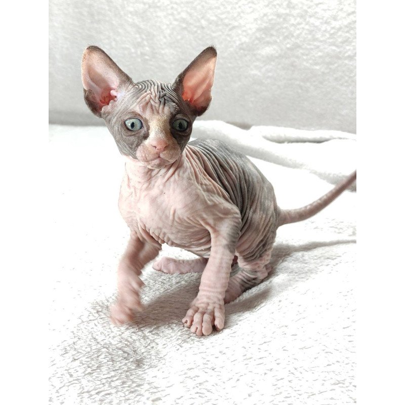 Sphynx DH Afina