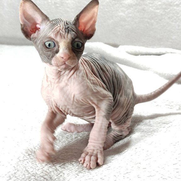 Sphynx DH Afina