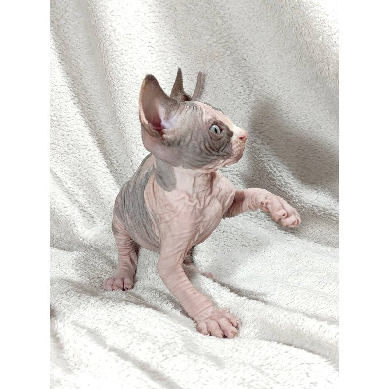 Sphynx DH Afina