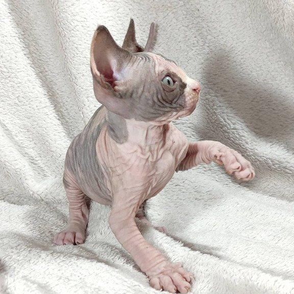 Sphynx DH Afina