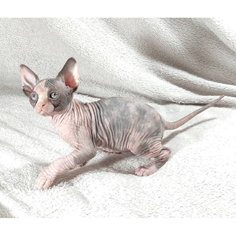 Sphynx DH Afina