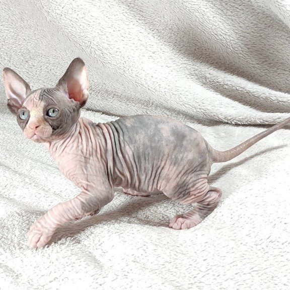 Sphynx DH Afina