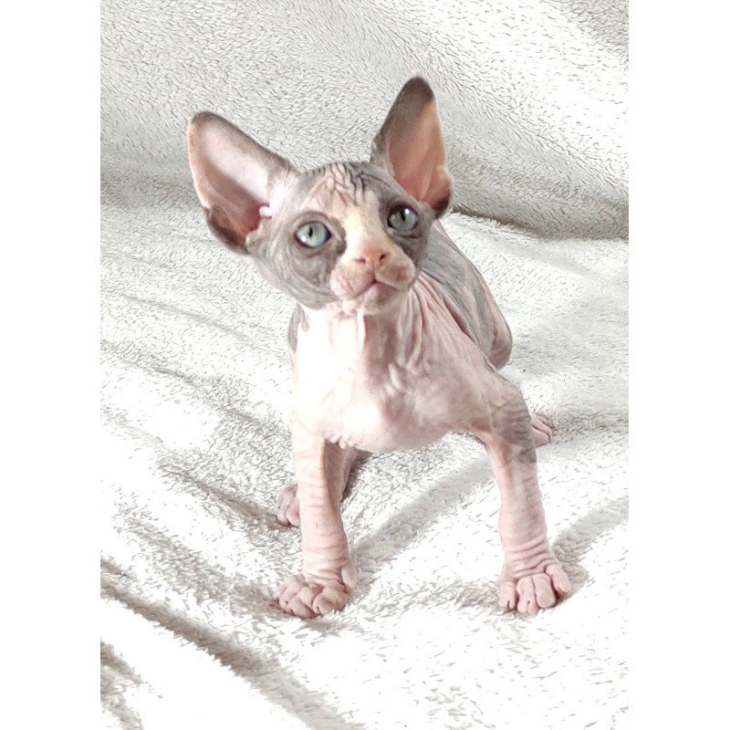 Sphynx DH Afina