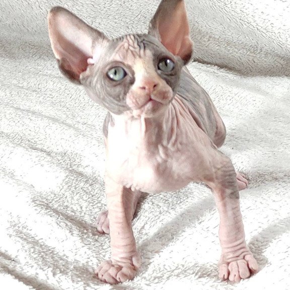 Sphynx DH Afina